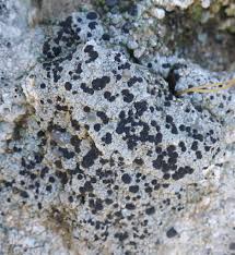 Attēlu rezultāti vaicājumam “Lecidella elaeochroma”