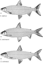 Image result for Coregonus oxyrinchus