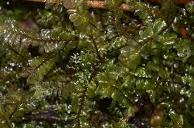 Attēlu rezultāti vaicājumam “Plagiothecium sp.”