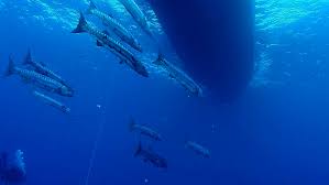 Image result for Dive Barracuda