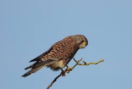 Image result for Ipsden Cricket Club