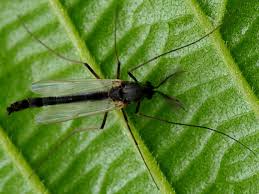 Attēlu rezultāti vaicājumam “Cricotopus male”