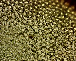 Attēlu rezultāti vaicājumam “Mnium lycopodioides”