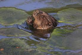 Image result for Castor fiber