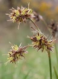 Attēlu rezultāti vaicājumam “Luzula campestris flower”