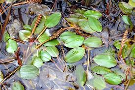 Attēlu rezultāti vaicājumam “Potamogeton rutilus”