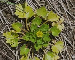 Attēlu rezultāti vaicājumam “Ranunculus sceleratus leaf”
