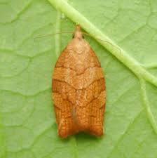 Attēlu rezultāti vaicājumam “Pandemis corylana”