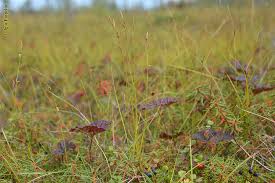 Attēlu rezultāti vaicājumam “Carex globularis”