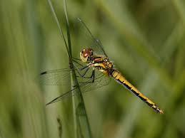 Attēlu rezultāti vaicājumam “Sympetrum danae”