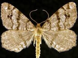 Attēlu rezultāti vaicājumam “Macaria signaria”