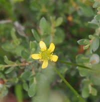 Attēlu rezultāti vaicājumam “Ranunculaceae”