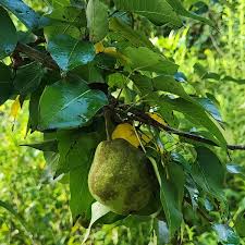 Attēlu rezultāti vaicājumam “Pyrus communis”