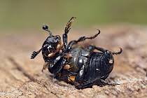 Attēlu rezultāti vaicājumam “Poecilochirus sp.”
