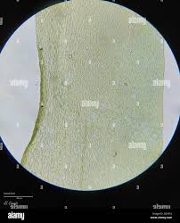 Attēlu rezultāti vaicājumam “Neckera complanata”