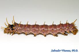 Attēlu rezultāti vaicājumam “Saturniidae”