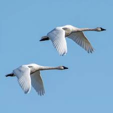 Attēlu rezultāti vaicājumam “Cygnus columbianus”
