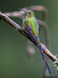 Attēlu rezultāti vaicājumam “Bilimbia tetramera”