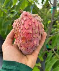 Attēlu rezultāti vaicājumam “Anisantha tectorum fruit”