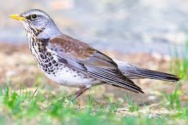 Attēlu rezultāti vaicājumam “Turdus pilaris adult”