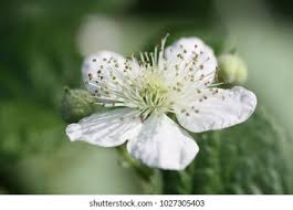 Attēlu rezultāti vaicājumam “Rubus plicatus flower”