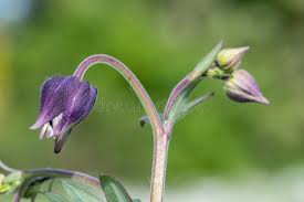 Attēlu rezultāti vaicājumam “Aquilegia vulgaris bud”