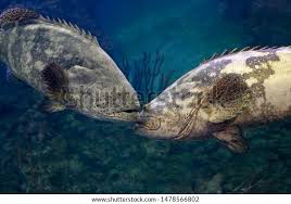 Image result for Epinephelus itajara