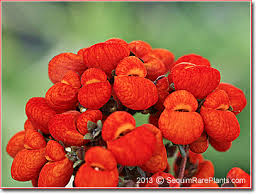 Image result for Calceolaria integrifolia