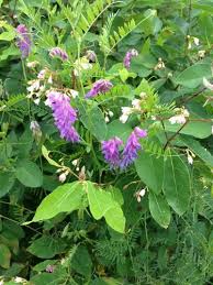 Attēlu rezultāti vaicājumam “Vicia cracca bud”