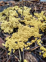 Attēlu rezultāti vaicājumam “Physarum globuliferum”