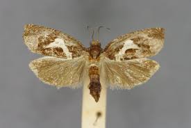 Attēlu rezultāti vaicājumam “Epiblema foenella”