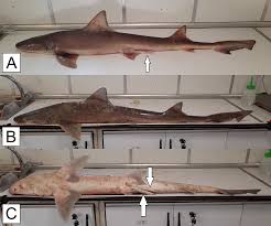 Image result for Mustelus palumbes