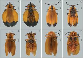 Attēlu rezultāti vaicājumam “Lycogala convexum young”