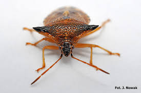 Attēlu rezultāti vaicājumam “Elasmucha ferrugata”