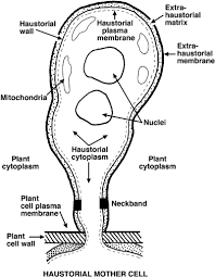 Attēlu rezultāti vaicājumam “Puccinia agrostidis”