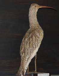 Image result for Numenius tenuirostris