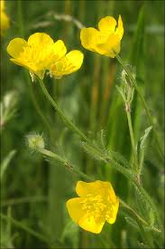 Attēlu rezultāti vaicājumam “Ranunculus bulbosus flower”