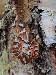 Attēlu rezultāti vaicājumam “Endromidae”
