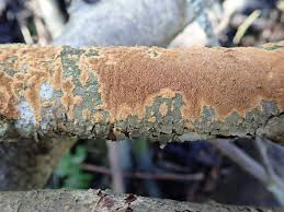 Attēlu rezultāti vaicājumam “Phellinus ferruginosus”