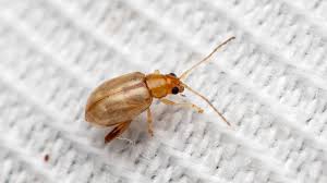 Attēlu rezultāti vaicājumam “Galerucella nymphaeae”