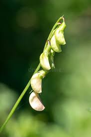 Attēlu rezultāti vaicājumam “Lathyrus latifolius bud”