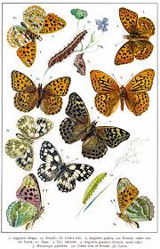 Attēlu rezultāti vaicājumam “Argynnis paphia pupa”