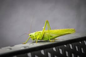 Attēlu rezultāti vaicājumam “Tettigoniodea”