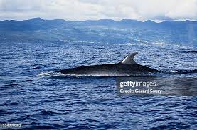 Image result for Balaenoptera borealis