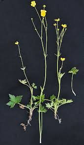 Attēlu rezultāti vaicājumam “Ranunculus acris”