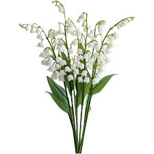 Attēlu rezultāti vaicājumam “Convallaria majalis flower”