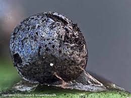 Attēlu rezultāti vaicājumam “Lamproderma echinosporum macro”