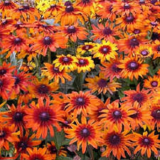 Attēlu rezultāti vaicājumam “Rudbeckia hirta var. hirta”