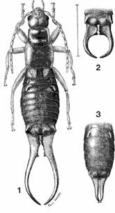 Attēlu rezultāti vaicājumam “Forficula auricularia male”