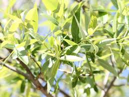 Attēlu rezultāti vaicājumam “Xylita laevigata”